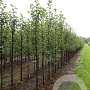 Prunus padus 'Albertii' 10-12 HO draadkluit