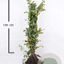 Carpinus betulus 100-125 cm wortelgoed