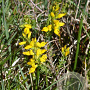 Genista anglica 20-25 cm 2,0L