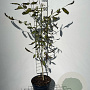 Juglans regia 80-100 cm 7,5L