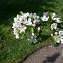 Malus 'Crittenden' 20-25 HO draadkluit 250 cm stam