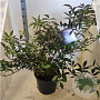 Sambucus nigra Black Beauty 80-100 cm 20L