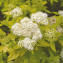Spiraea jap. 'White Gold' 25-30 cm 3,5L