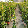 Trachelospermum jasminoides 100-125 cm 5,0L met stok