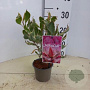 Cornus alba Miracle 25-30 cm P12