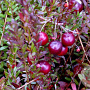 Vaccinium macrocarpon 'Early Black' 70 cm 2,0L