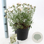 Convolvulus cneorum 25-30 cm 5,0L