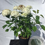 Hydrangea a. 'Annabelle' 40-60 cm 7,5L