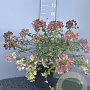 Hydrangea pan. 'Pink Diamond' 50-60 cm 5,0L