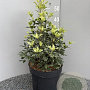 Osmanthus heter. 'Goshiki' 40-50 cm 10L