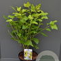 Physocarpus opulif. 'Dart's Gold' 25-30 cm P13