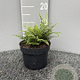 Polystichum set. 'Prol. Wollaston' GM 2,0L
