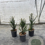 Taxus baccata 30-50 cm 3,5L
