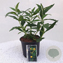 Buddleja globosa GM 3,0L leverbaar
