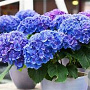 Hydrangea m. Early Blue GM 3,0L leverbaar