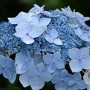 Hydrangea s. 'Blue Deckle' GM 3,0L leverbaar