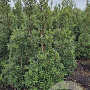 Ilex aq. 'Alaska' 150-175 cm met kluit