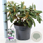Rhododendron (Y) 'Porzellan' 30-40 cm 5,0L