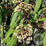 Viburnum rhyt. 'Holland' 150-175 cm met kluit solitair zwaar