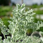 Artemisia arbor. 'Little Mice' GM P9