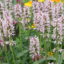 Stachys off. 'Rosea' GM P9