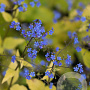 Brunnera macr. 'Dianes Gold' GM P9
