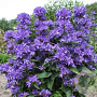 Campanula glom. 'Freya' GM P9