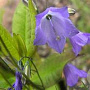 Campanula rotund. 'Olympica' GM P9