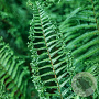 Dryopteris af. 'Congesta Cristata' GM P9
