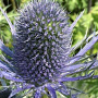 Eryngium zabelii 'Violetta' GM P9