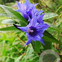 Gentiana asclepiadea GM P9