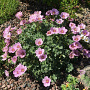 Geranium Rothbury Gem GM P9