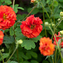 Geum 'Blazing Sunset' GM P9
