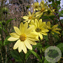 Helianthus kellermanii GM P9