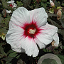Hibiscus 'Kopper King' GM  P11