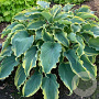 Hosta 'Wu-la-la' GM P9