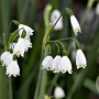 Leucojum aestivum 10-12 cm verpakt per 100
