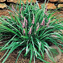 Liriope muscari 'Samantha' GM P9