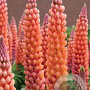 Lupinus 'Terracotta' GM  P11