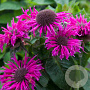Monarda Bee You Bee-true GM P9