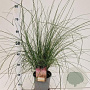 Muhlenbergia capillaris GM C3