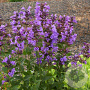 Nepeta 'Blue Dragon' GM P9