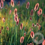 Pennisetum massaicum 'Red Bunny Tails' GM 2,0L