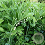 Polygonatum vertic. 'Giant One' GM P9