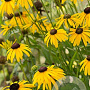 Rudbeckia f. 'Viette's Little Suzy' GM P9
