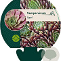 Sempervivum 'Lipari' GM P9