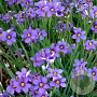 Sisyrinchium 'Lucerne' GM P9