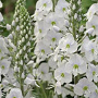Veronica gent. 'Tissington White' GM P9