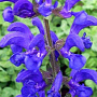 Salvia prat. 'Twilight Serenade' GM P9