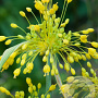Allium flavum 10 cm verpakt per 100
